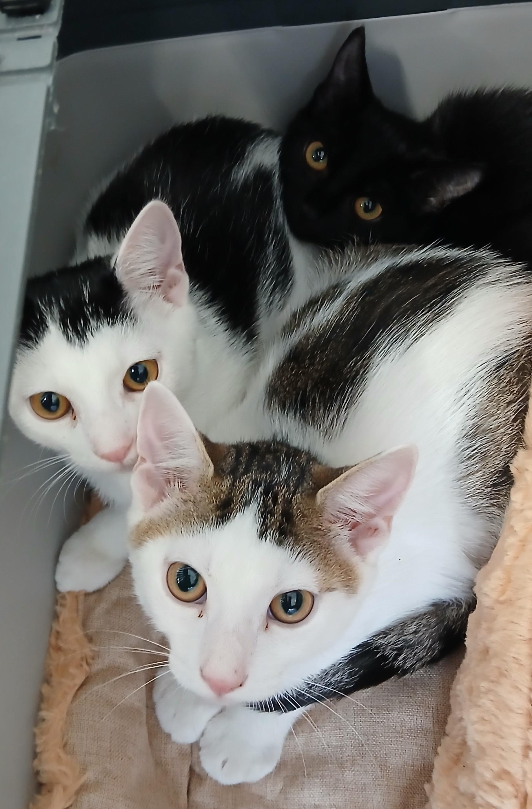 Bild Kitten.jpg